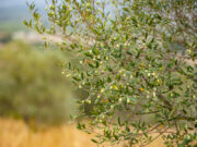 Catalunya prepara un novembre dedicat als paisatges d’oliveres i l’oli d’oliva verge extra