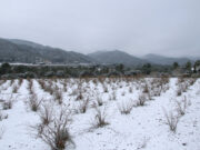 La nevada emblanquina la Conca de Barberà i el Priorat i deixa volves de neu a primera línia de mar