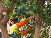 Millores en neteja i jardineria dels centres educatius de Reus