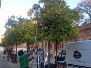 El Centre Social El Roser rep 200 litres d’oli d’oliva gràcies a l’aprofitament de l’arbrat urbà