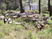 Un ramat d’ovelles i cabres netejarà 47 hectàrees de boscos de Salou durant el pròxim mes