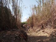 Millores en els barrancs del Mas de Gassot i del Molí al barri Sol i Vista